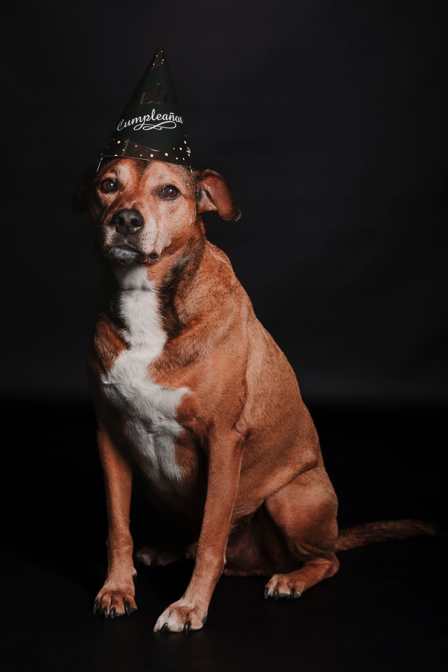 SESION MASCOTAS ESTUDIO
