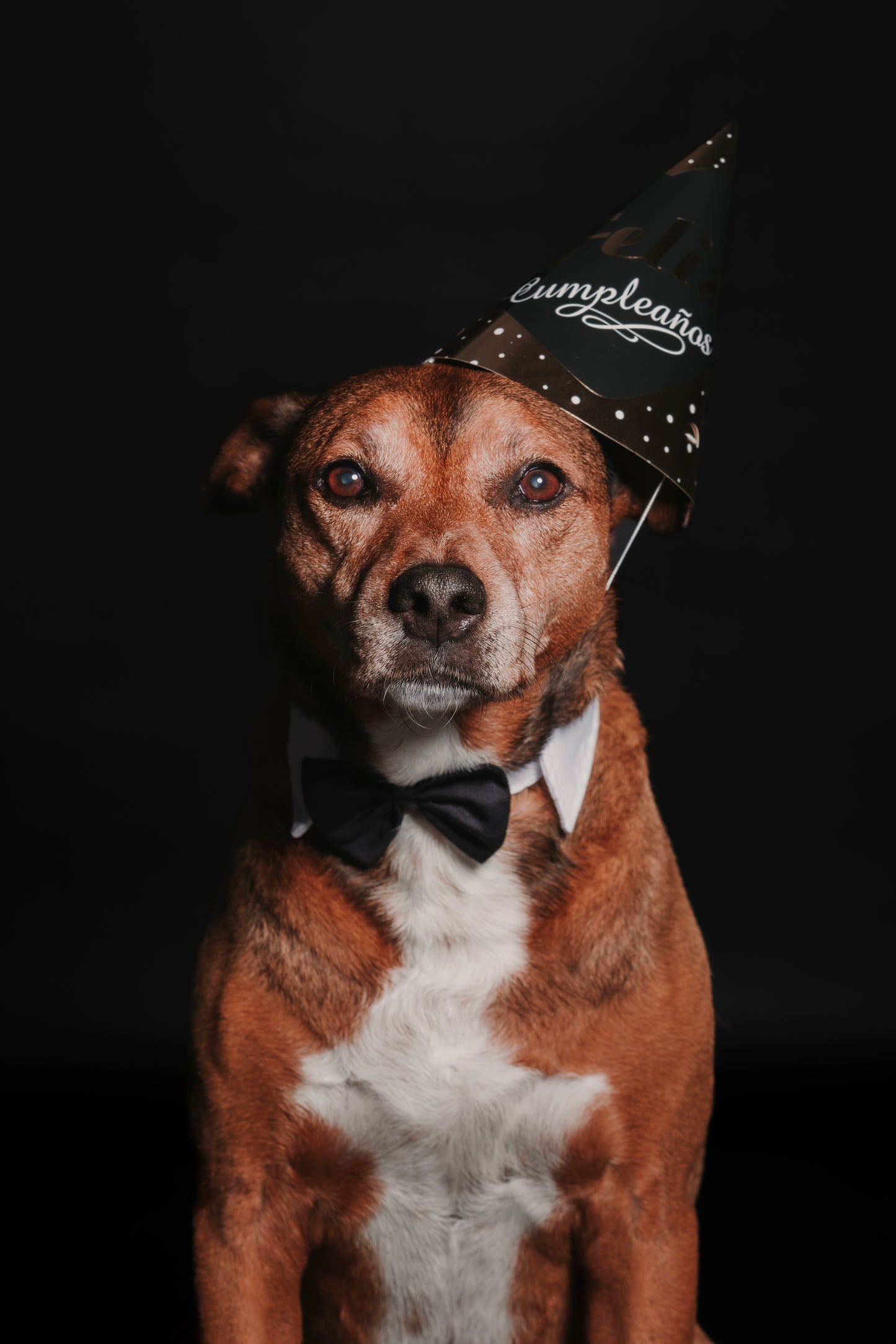 SESION MASCOTAS ESTUDIO