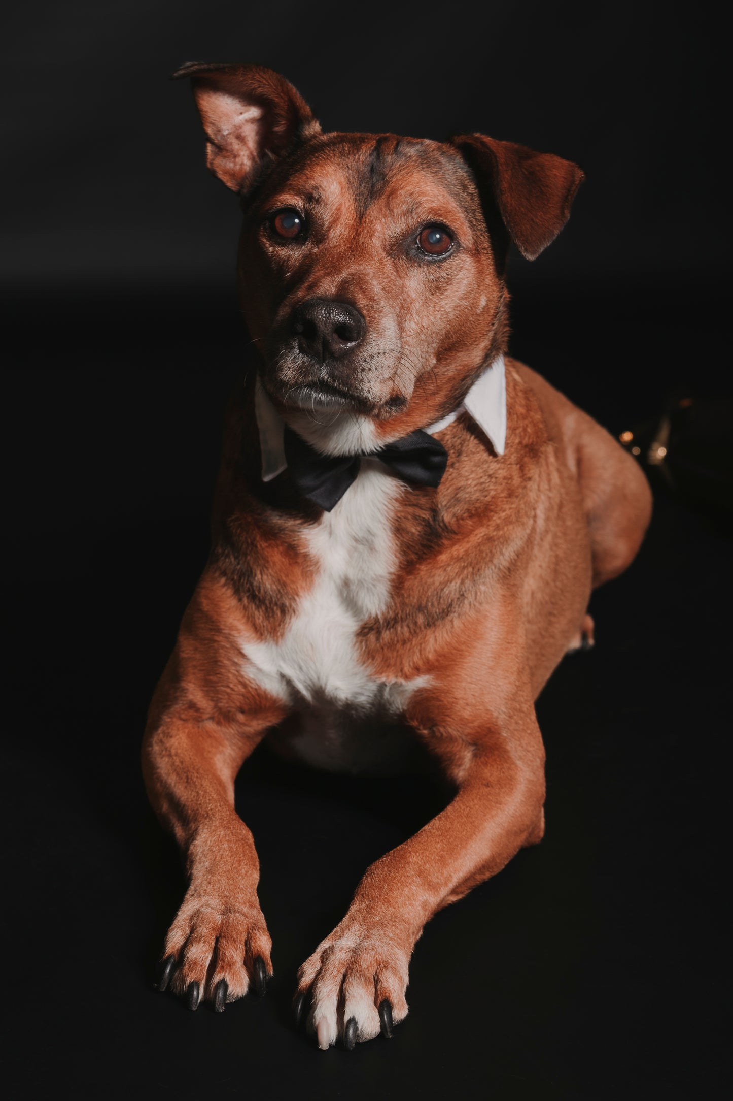 SESION MASCOTAS ESTUDIO