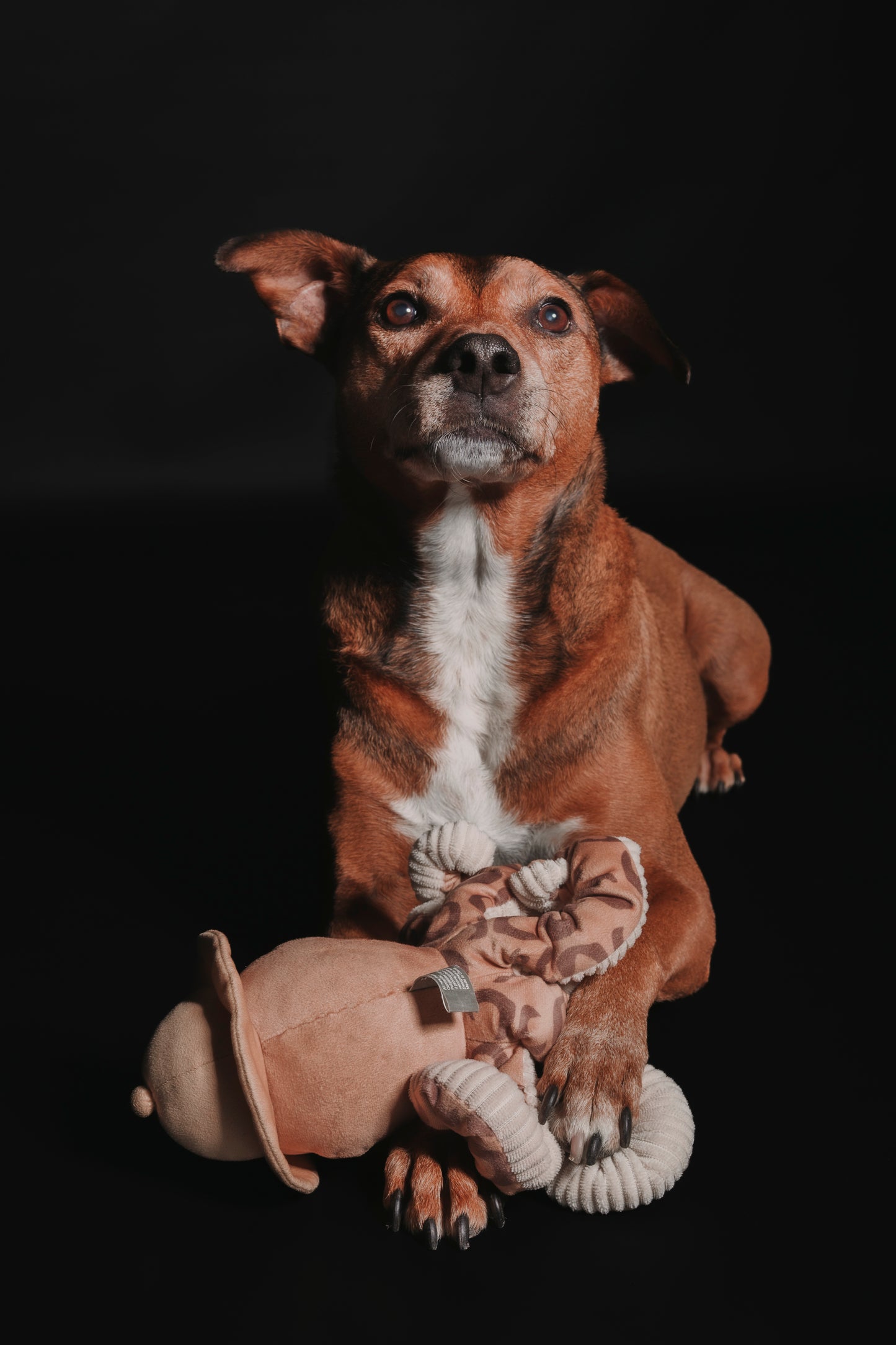 SESION MASCOTAS ESTUDIO