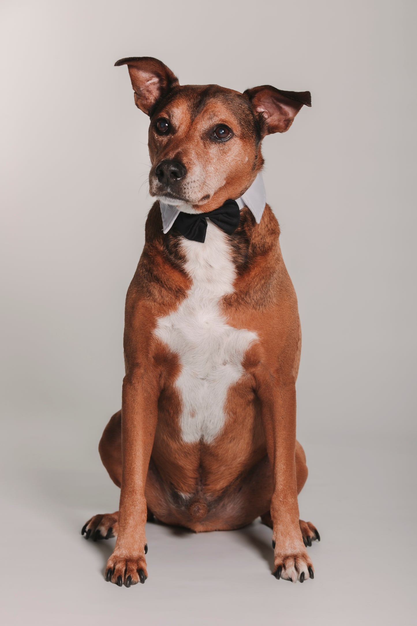 SESION MASCOTAS ESTUDIO