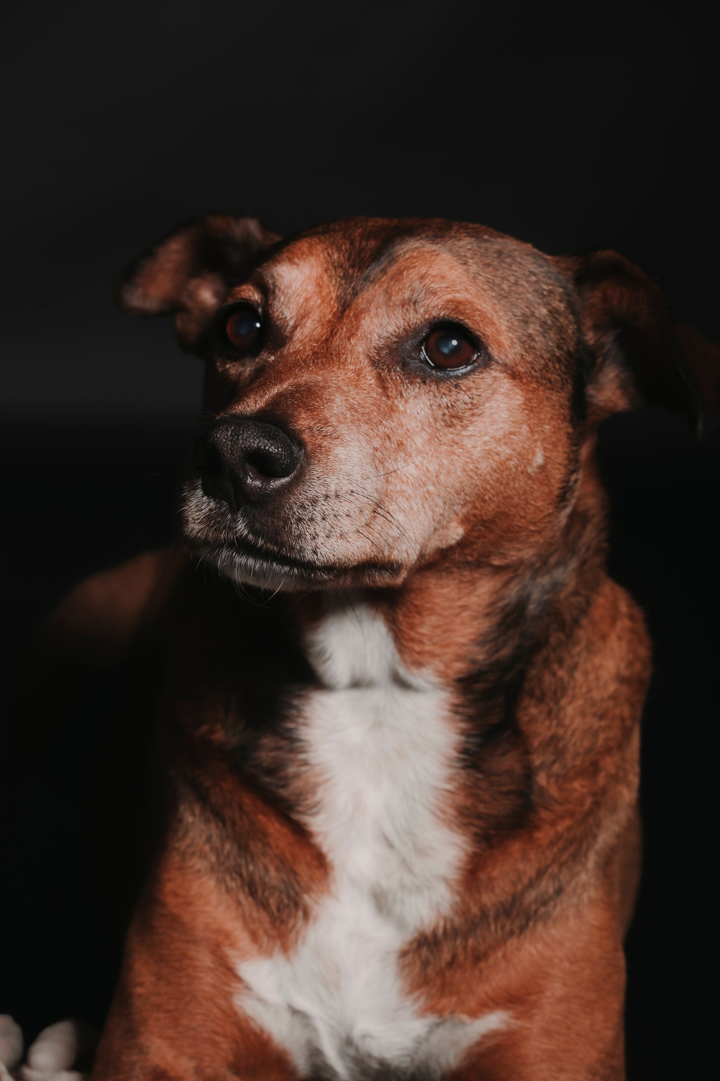 SESION MASCOTAS ESTUDIO