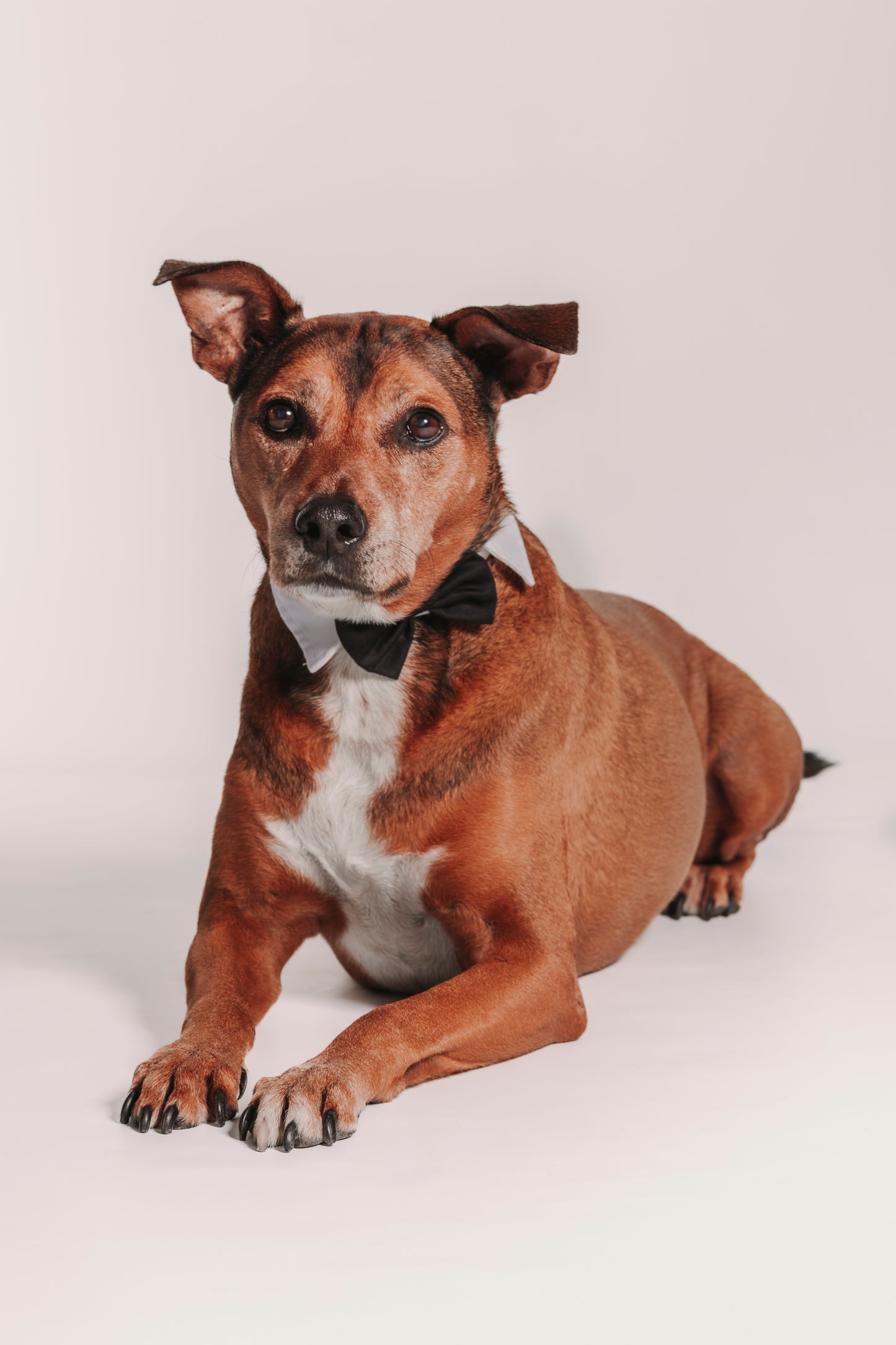 SESION MASCOTAS ESTUDIO