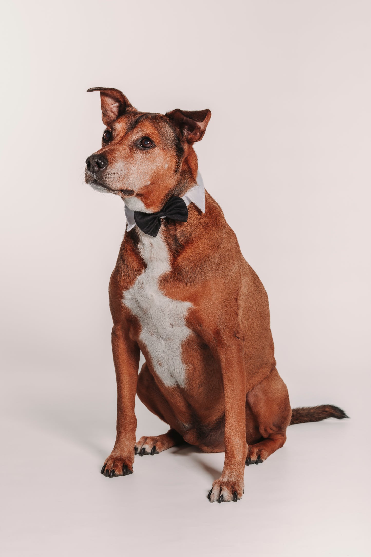 SESION MASCOTAS ESTUDIO