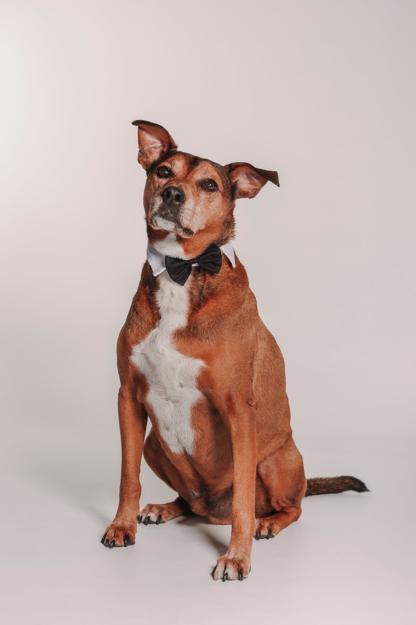 SESION MASCOTAS ESTUDIO