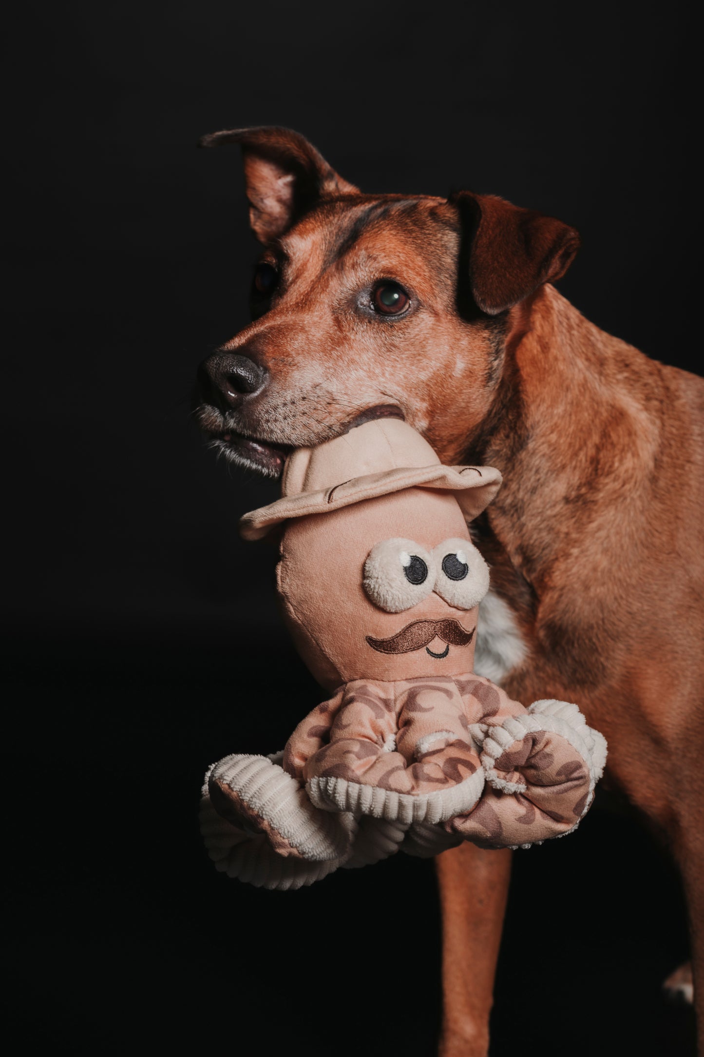 SESION MASCOTAS ESTUDIO