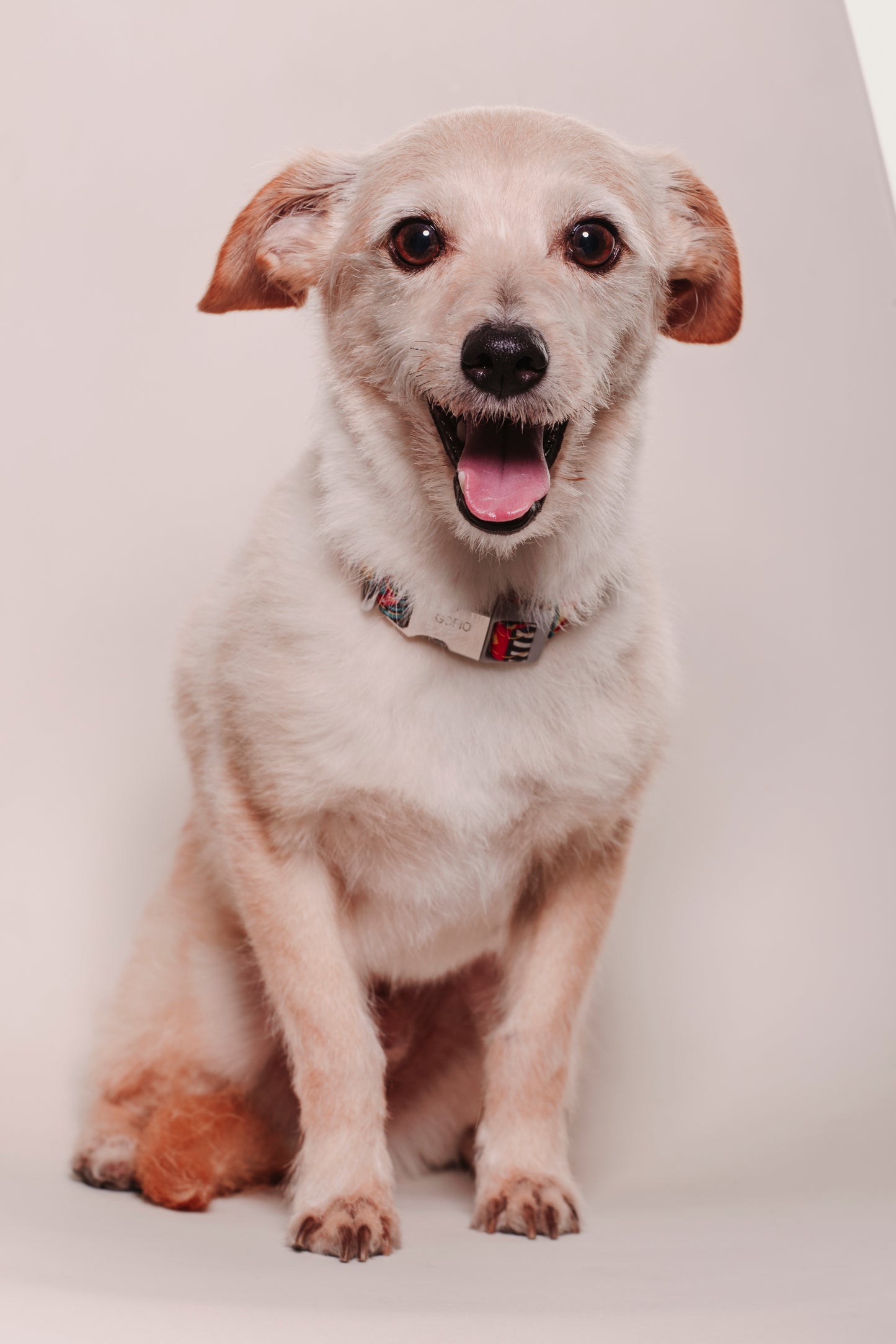 SESION MASCOTAS ESTUDIO