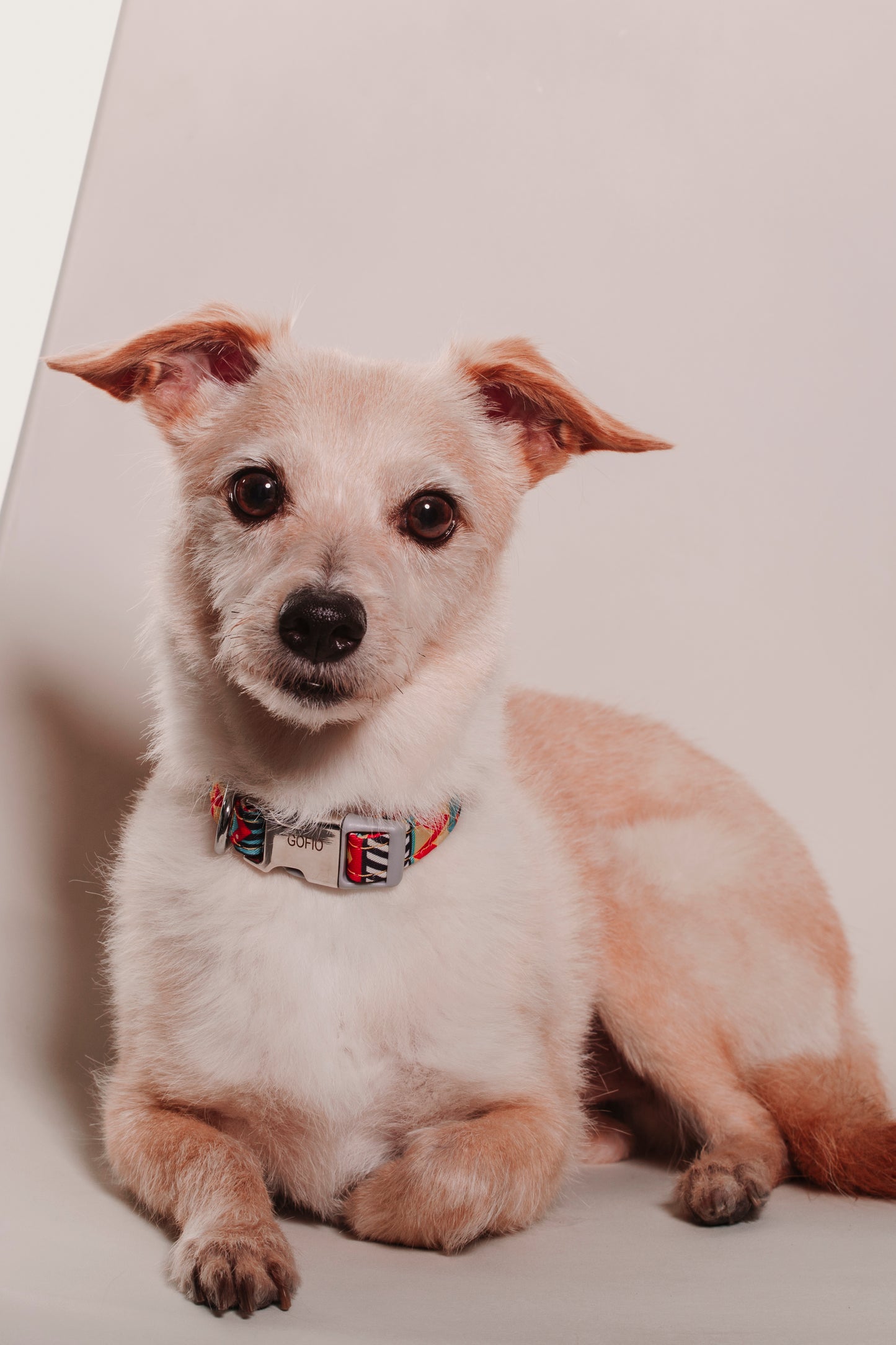 SESION MASCOTAS ESTUDIO