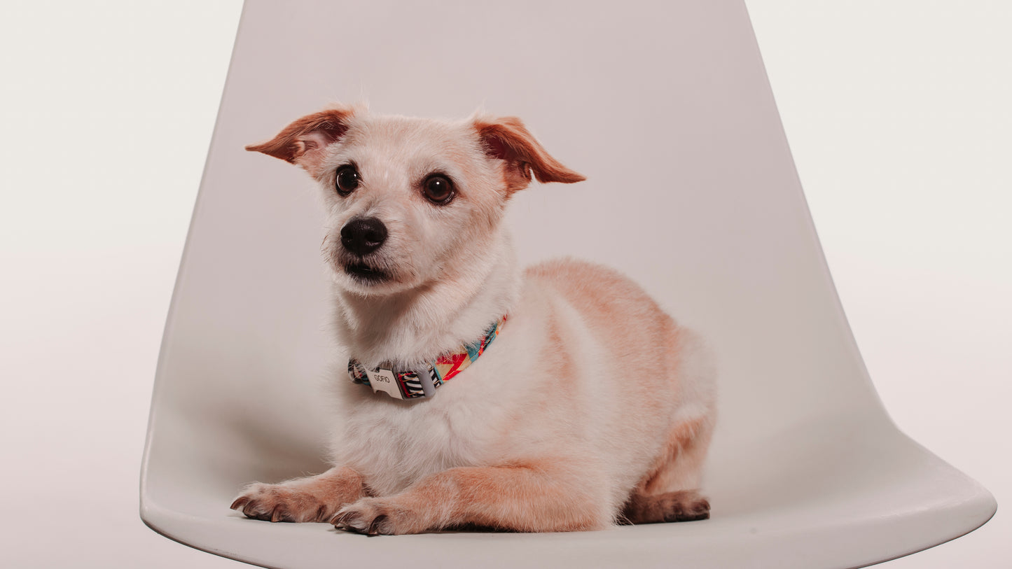 SESION MASCOTAS ESTUDIO
