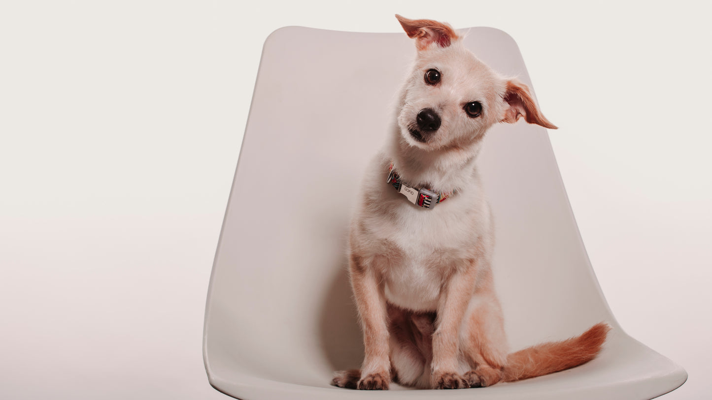 SESION MASCOTAS ESTUDIO