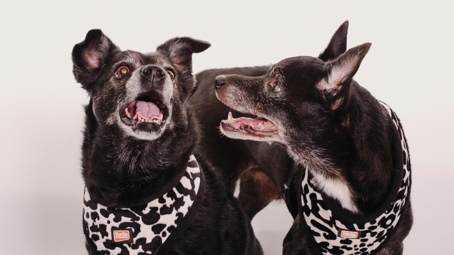 SESION MASCOTAS ESTUDIO