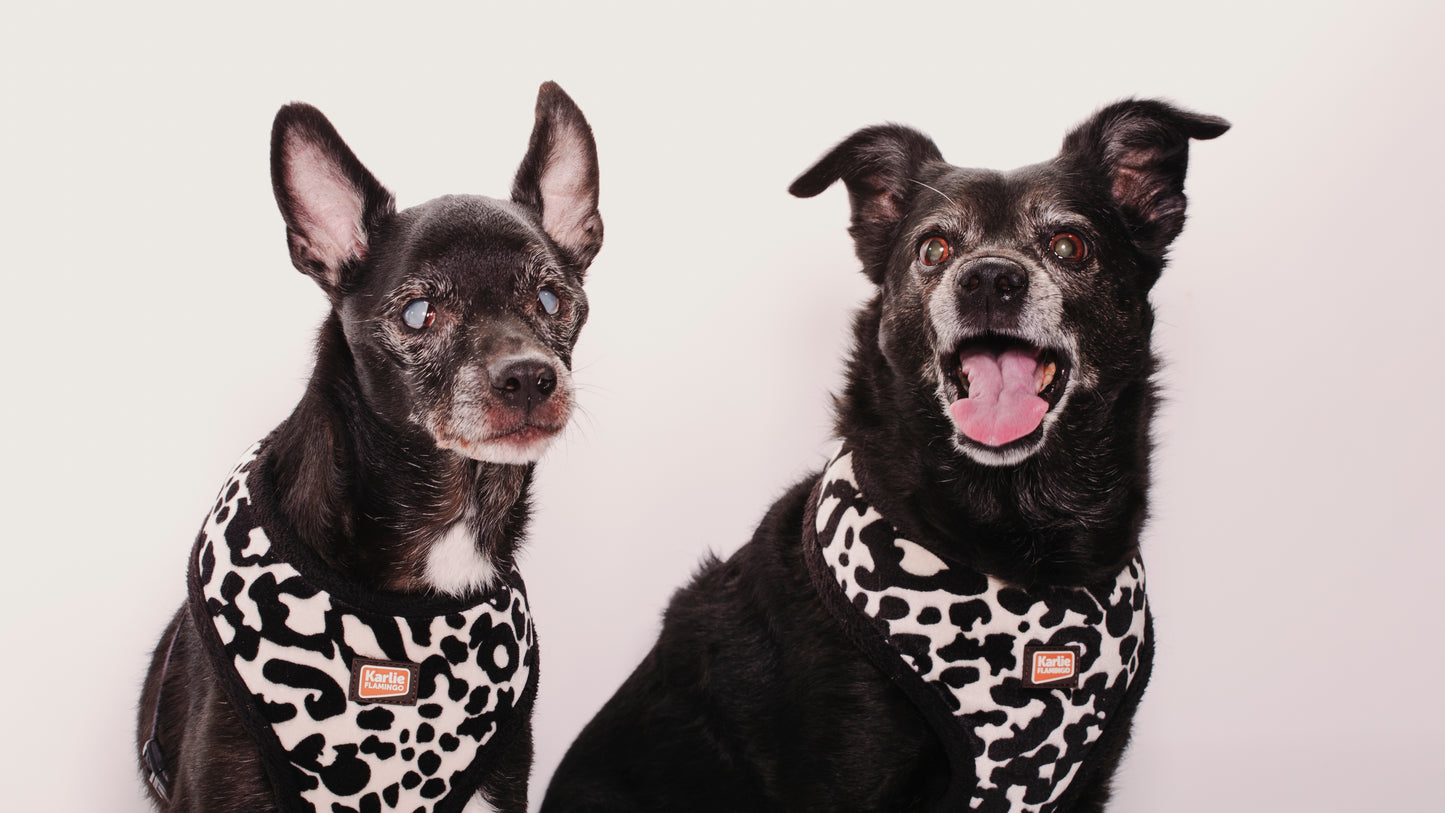 SESION MASCOTAS ESTUDIO