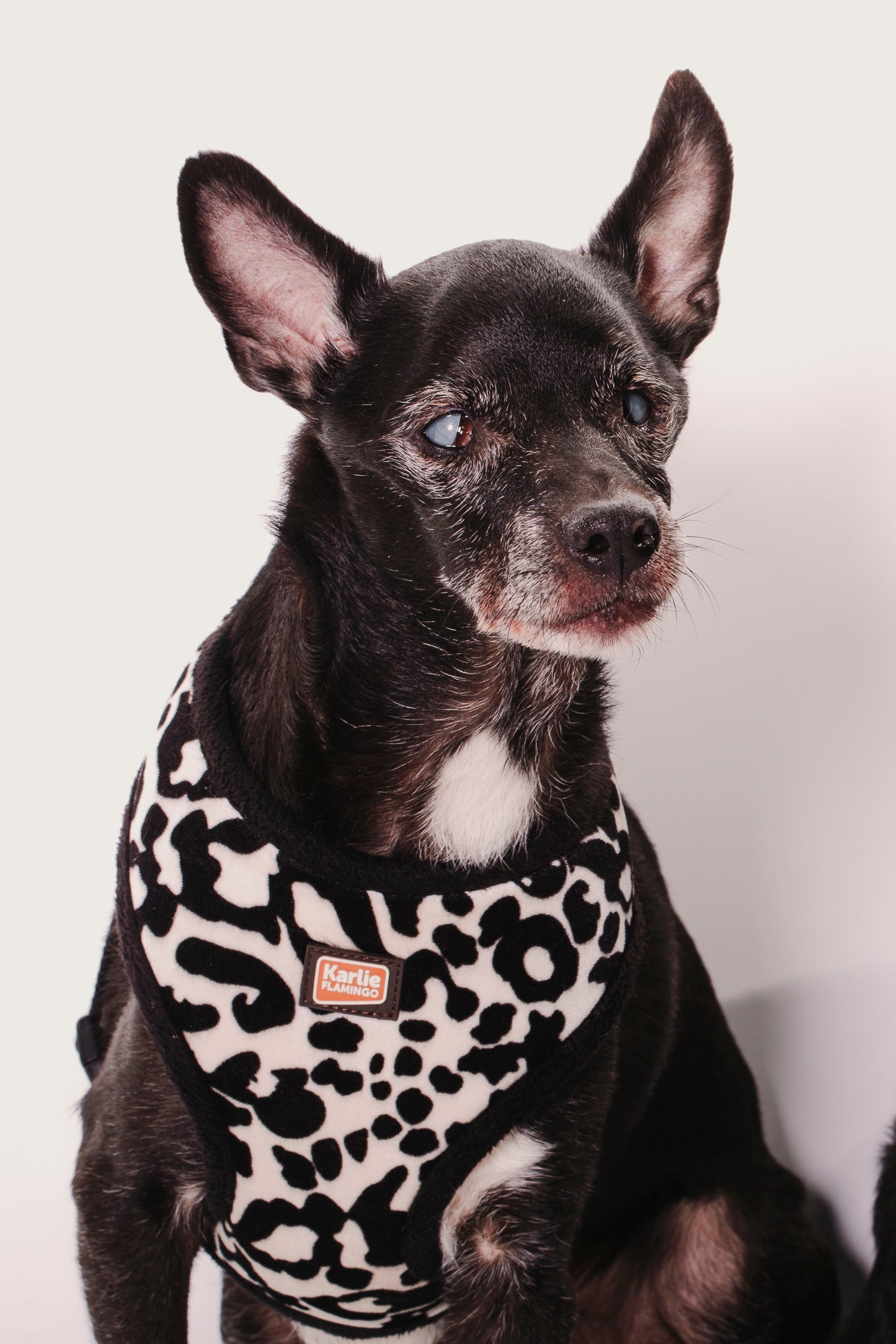 SESION MASCOTAS ESTUDIO