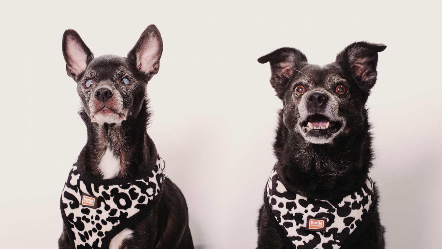 SESION MASCOTAS ESTUDIO