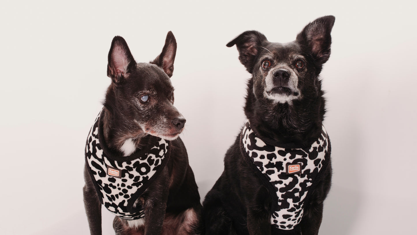 SESION MASCOTAS ESTUDIO