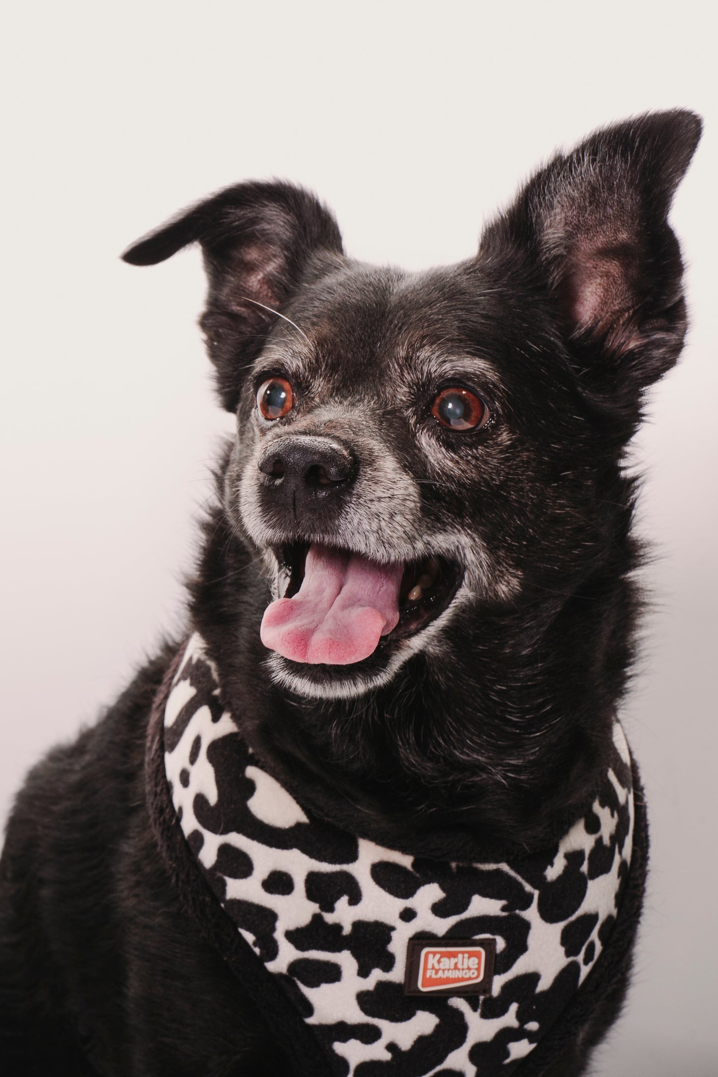 SESION MASCOTAS ESTUDIO