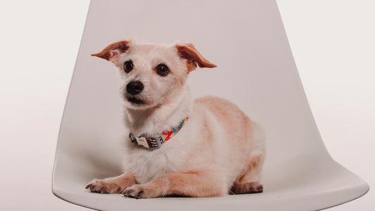 SESION MASCOTAS ESTUDIO